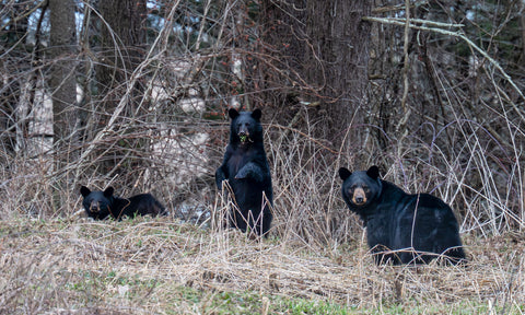 Dimensions of the Self: Student