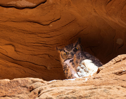 Ala Carte: Meditation